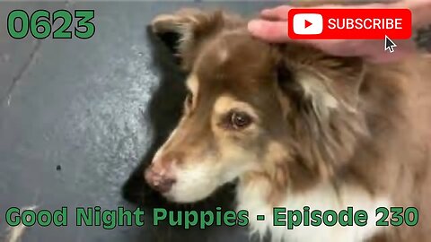 [0623] GOOD NIGHT PUPPIES - EPISODE 230 [#dogs #doggos #doggies #puppies #dogdaycare]