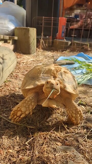 20 lb sulcata tortoise "Terry"