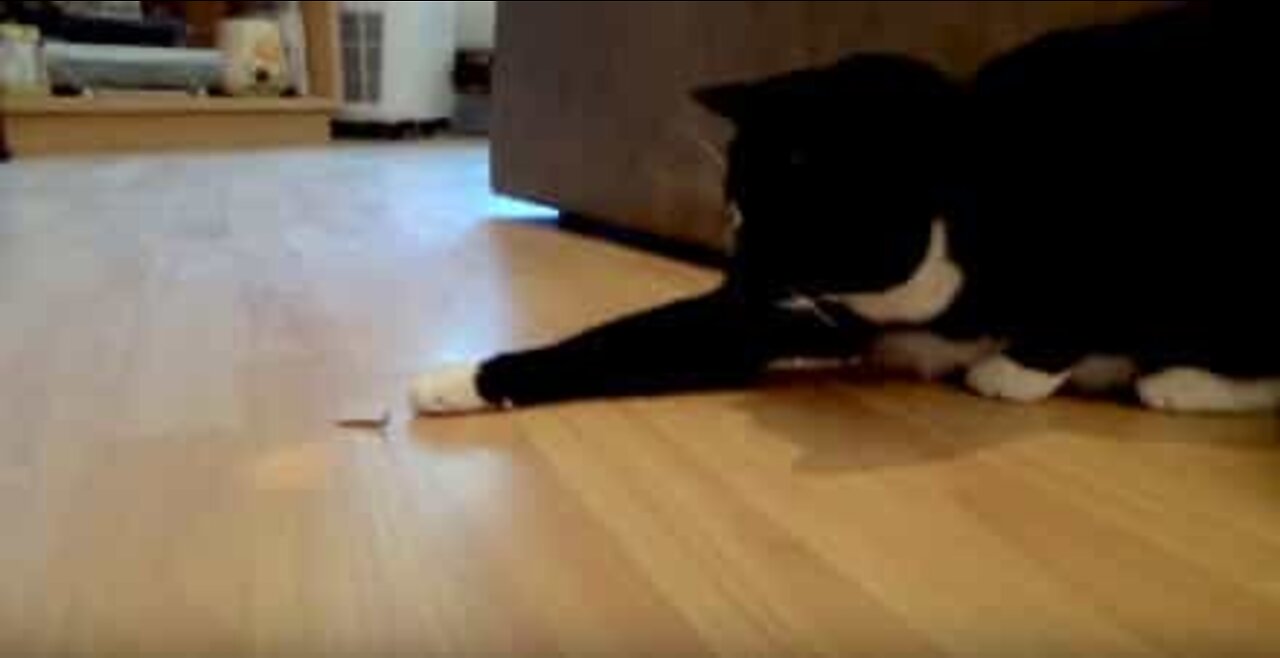 Cat vs. centipede: who will win?