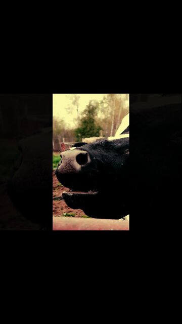 Terrifying Cow Scream! #short