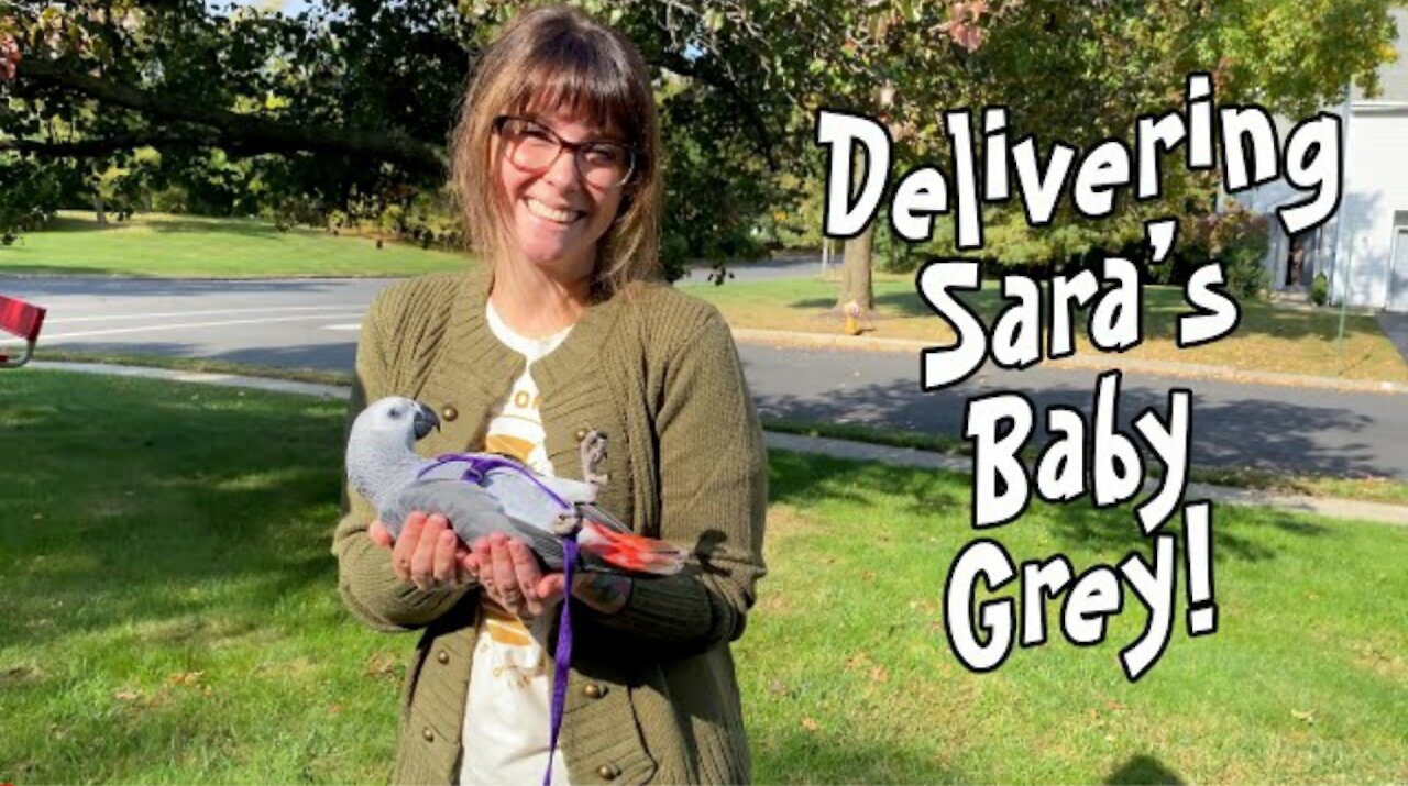 Sara Gets a Trained African Grey Baby