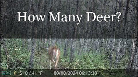 How Many Deer?