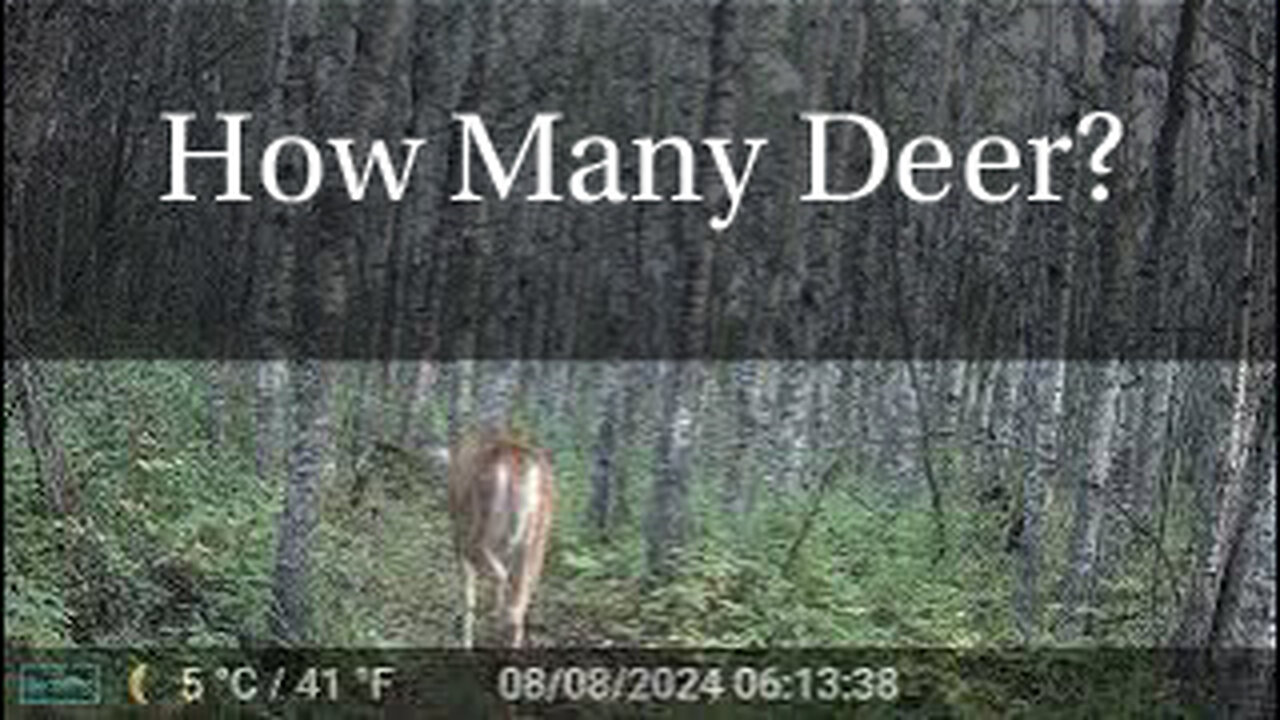 How Many Deer?