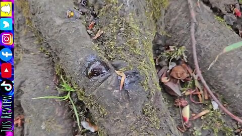 Do Trees Bleed?