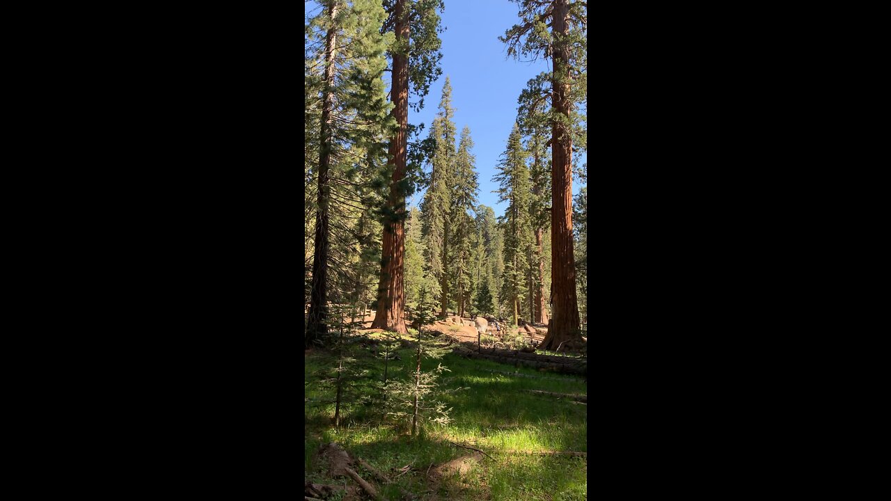 Tallest & Oldest Tree on Earth!