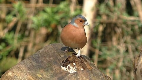 Close Up Video Of A Bird On Bark