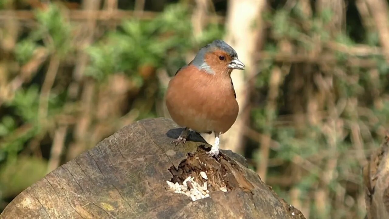 Close Up Video Of A Bird On Bark