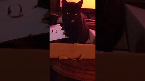 Cat in the Box