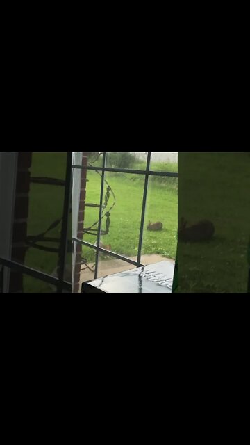 6:13:22 Bunnies Outside My Patio Door