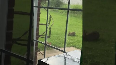 6:13:22 Bunnies Outside My Patio Door