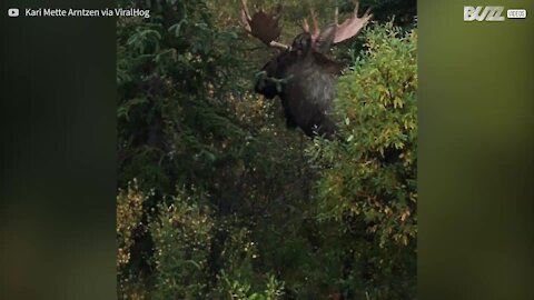 Alce cerca di distruggere un arbusto in tutti i modi