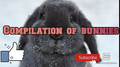 Cute bunnies -New Compilation