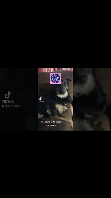 Chilling #dog #funnydog #bella #germanshepherd #doglover