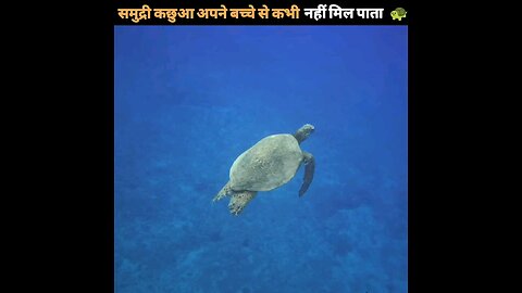 समुद्री कछुआ अपने बच्चे से कभी नहीं मिल पाता 🐢 | Turtle Love #shorts