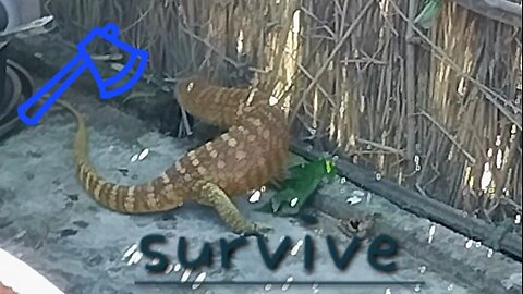Last time to survive