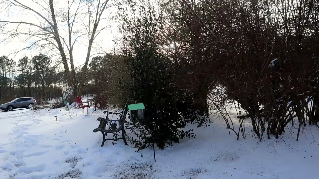 snowbirds 1