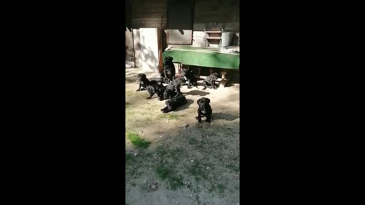 Cane corso 2 months