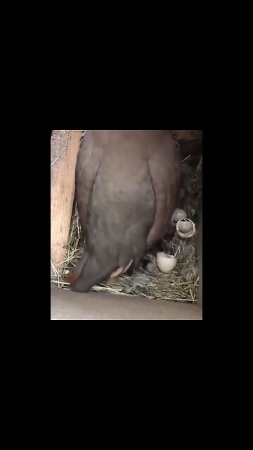 Beauty of Live #Shorts #ytshorts #UbertainmentFun