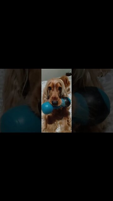 #dogshow , #animals , #dogs , #shorts