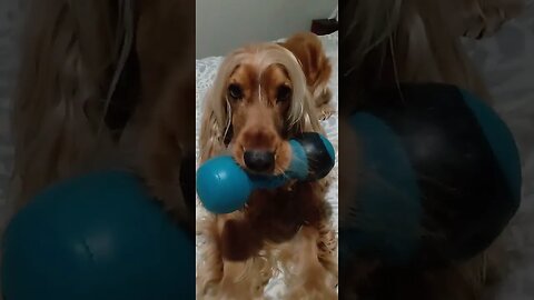 #dogshow , #animals , #dogs , #shorts