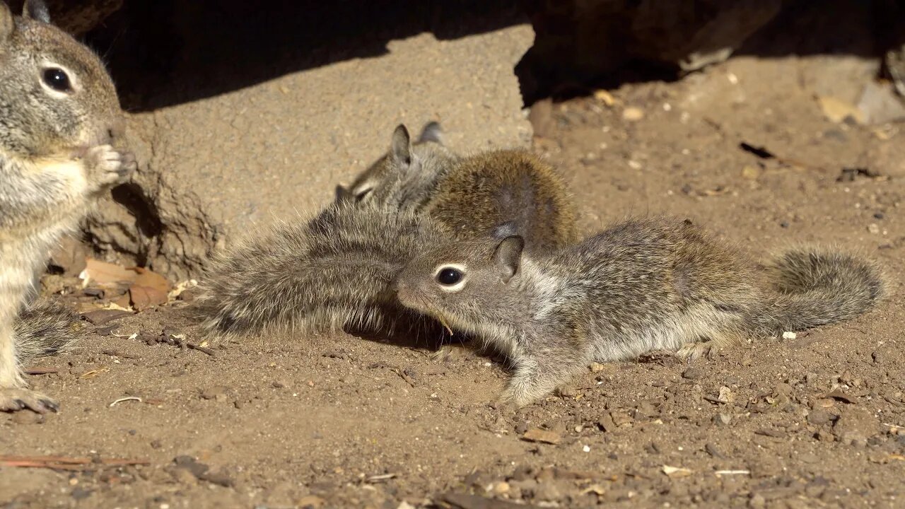 CatTV: baby squirrels mo