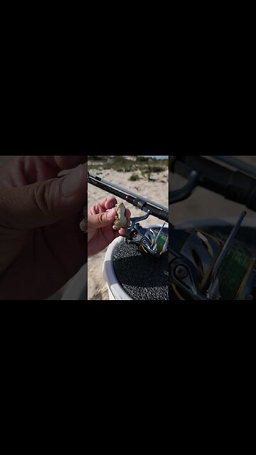 Little Froggie nearby NYC , LI beaches🥰