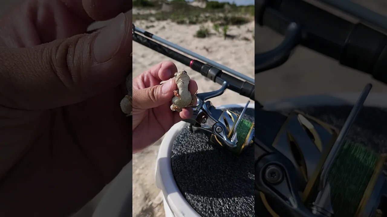 Little Froggie nearby NYC , LI beaches🥰