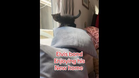 Elvis enjoy new home
