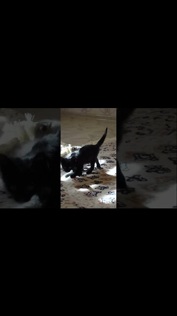 Маленькие котята остались одни! Спасение котят