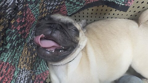 Passenger Prince (Sleeping pug)