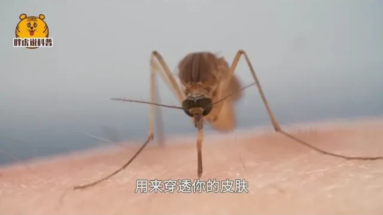 Mosquito damage