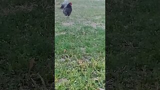 Hen Curious About Little Chicks