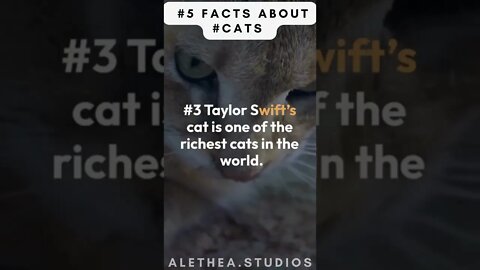 #TRUTH ABOUT #cat #exposed pt6....... #shorts