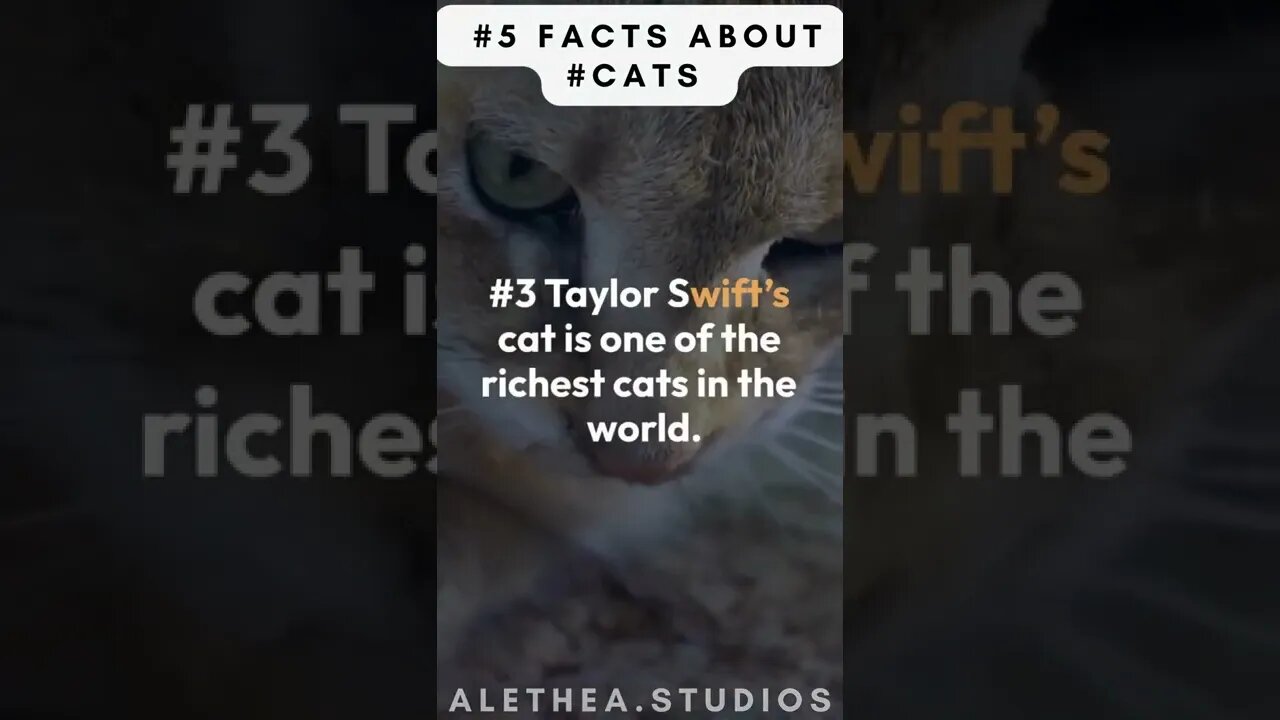 #TRUTH ABOUT #cat #exposed pt6....... #shorts