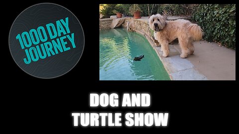 1000 Day Journey 0404 Dog and Turtle Show