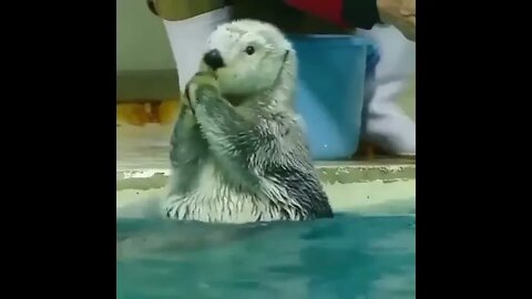 The Cutest Face