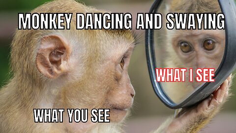 This Dancing Monkey Will Make Your Day - You Have to See It to Believe It!