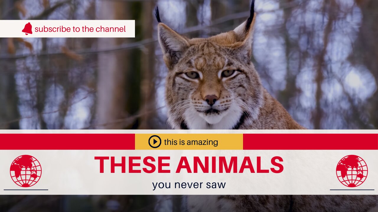 Animals You've Never Seen