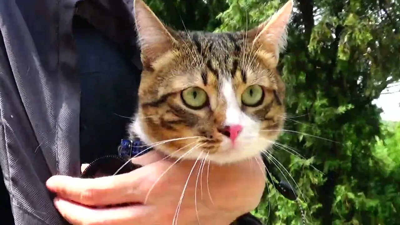 Cute Cat Goes on a Walk in Nature