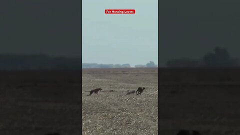 Galgos y liebres 🐇| Greyhounds chasing Hare | 赛狗和野兔 | السلوقي يطارد الارنب | ग्रेहाउंड और खरगोश