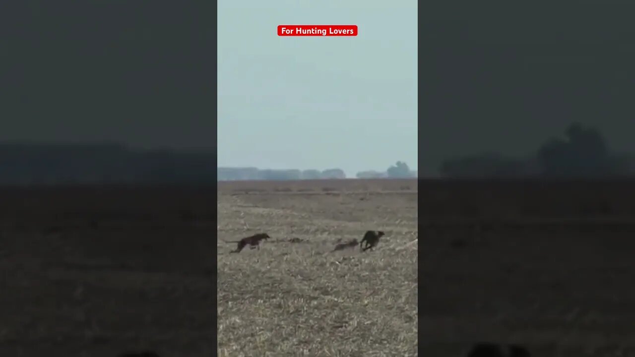 Galgos y liebres 🐇| Greyhounds chasing Hare | 赛狗和野兔 | السلوقي يطارد الارنب | ग्रेहाउंड और खरगोश