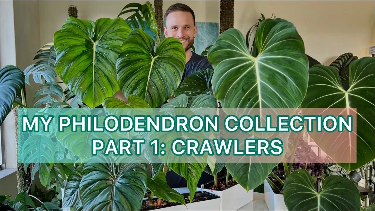 My crawling Philodendrons - gloriosum, pastazanum, plowmanii etc. - growing large aroids indoors