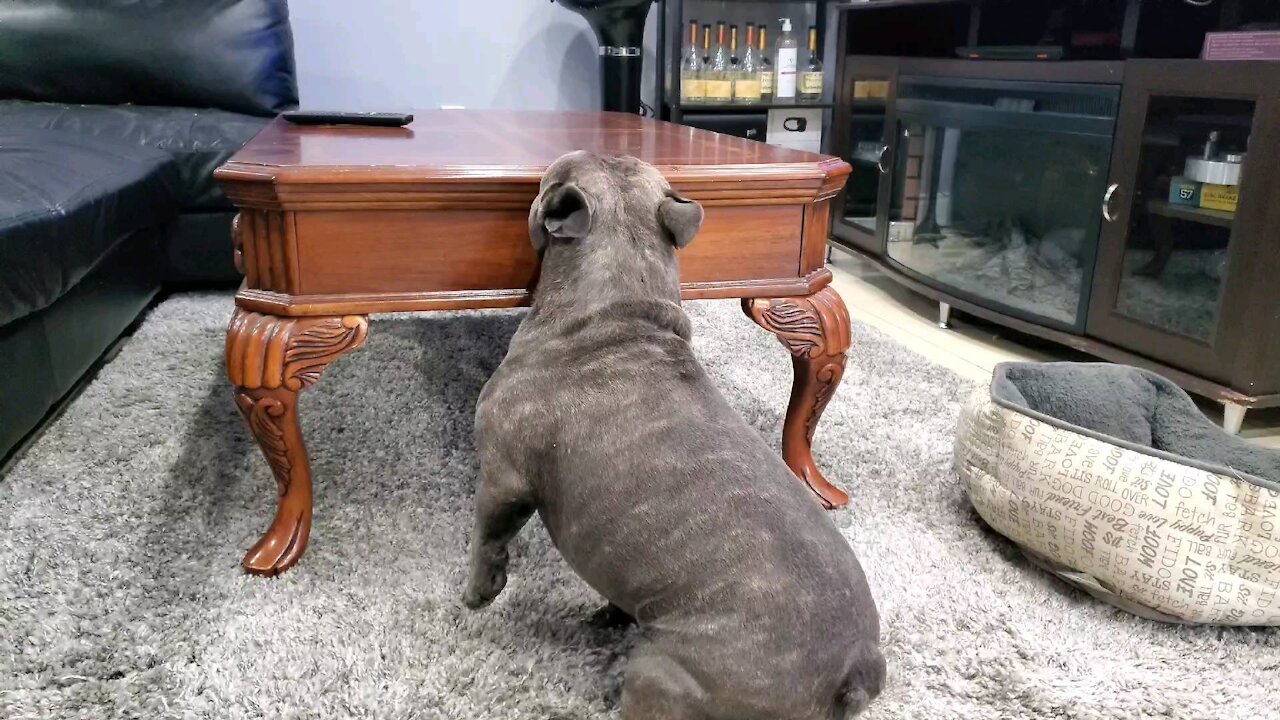 Crappy day out.. hanging out with my frenchie