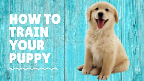 Dog Training - Dog Training 101: how to start training any dog