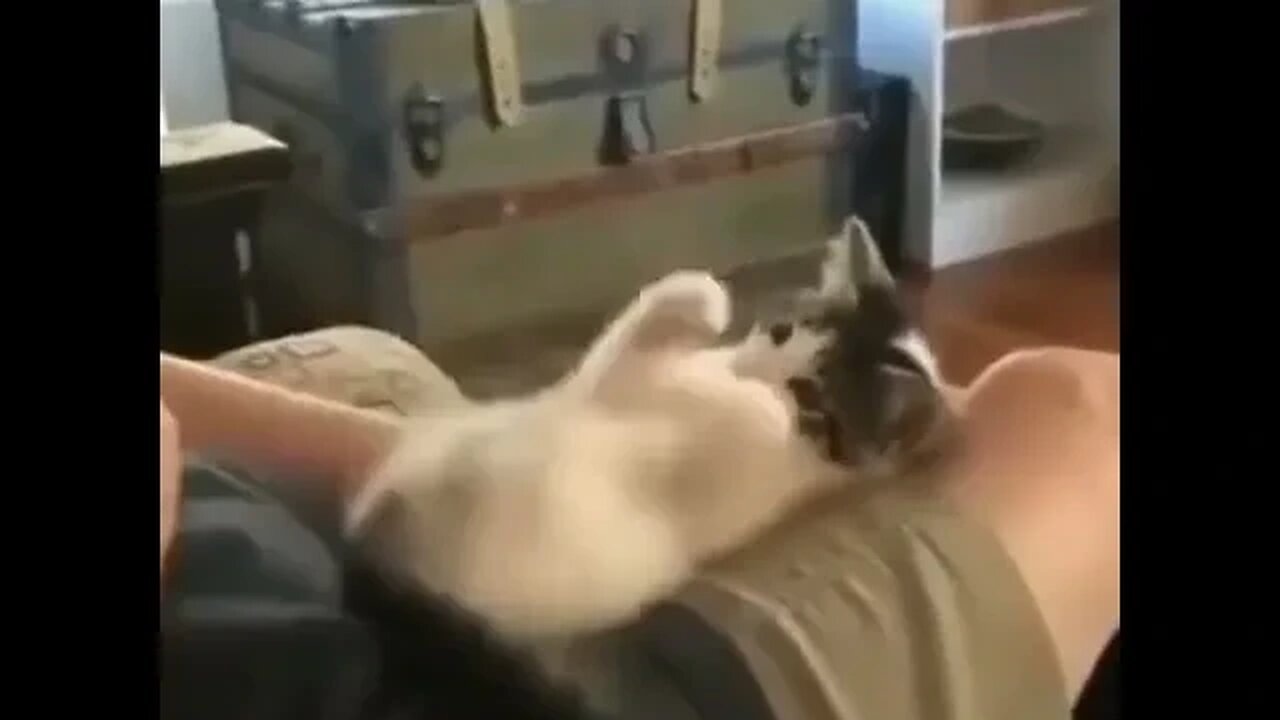 PLAYING CAT VIDEO MEAWWW