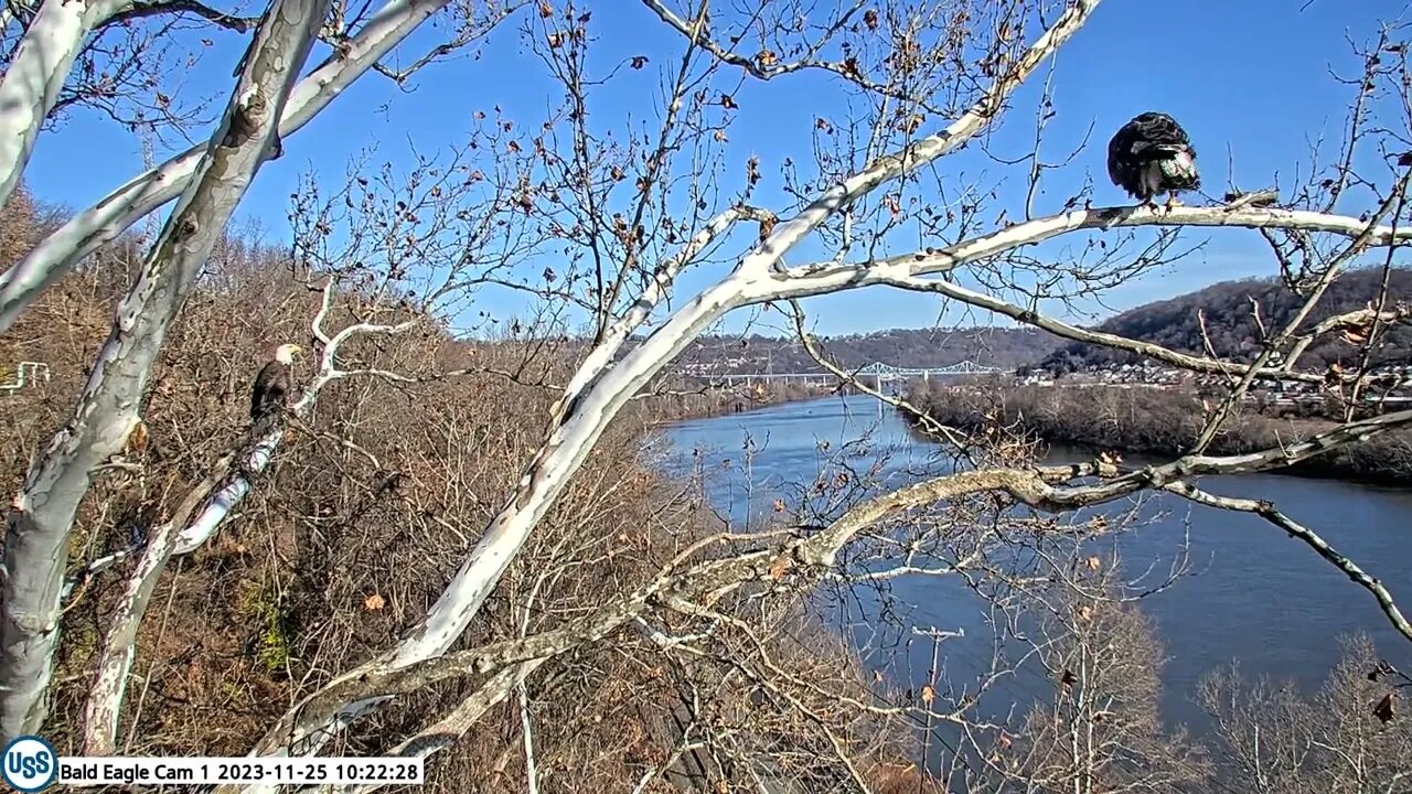 USSteel Bald Eagle Cam Irv watches Sub Adult fly off the Nest Branch 11.25.23