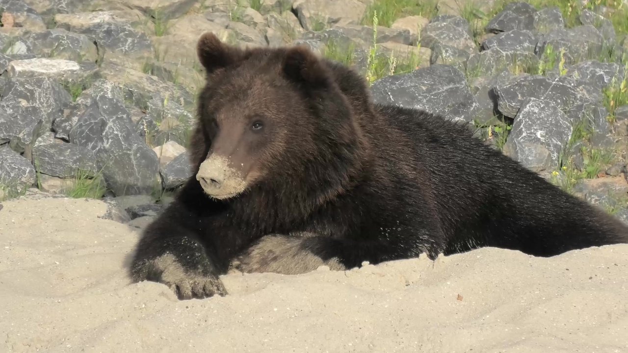 Wolves curiously chase after bears in Belgium Zoo