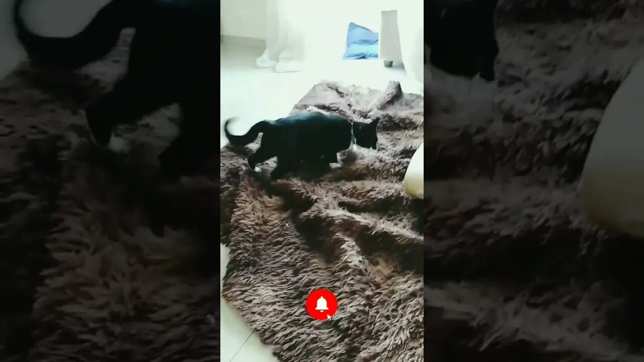 Gato Bartolomeu Tunico feliz sabendo que amanhã é feriado 🤣🤣