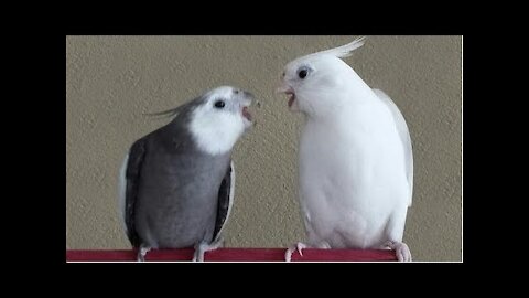 because cockatiel kills the chick