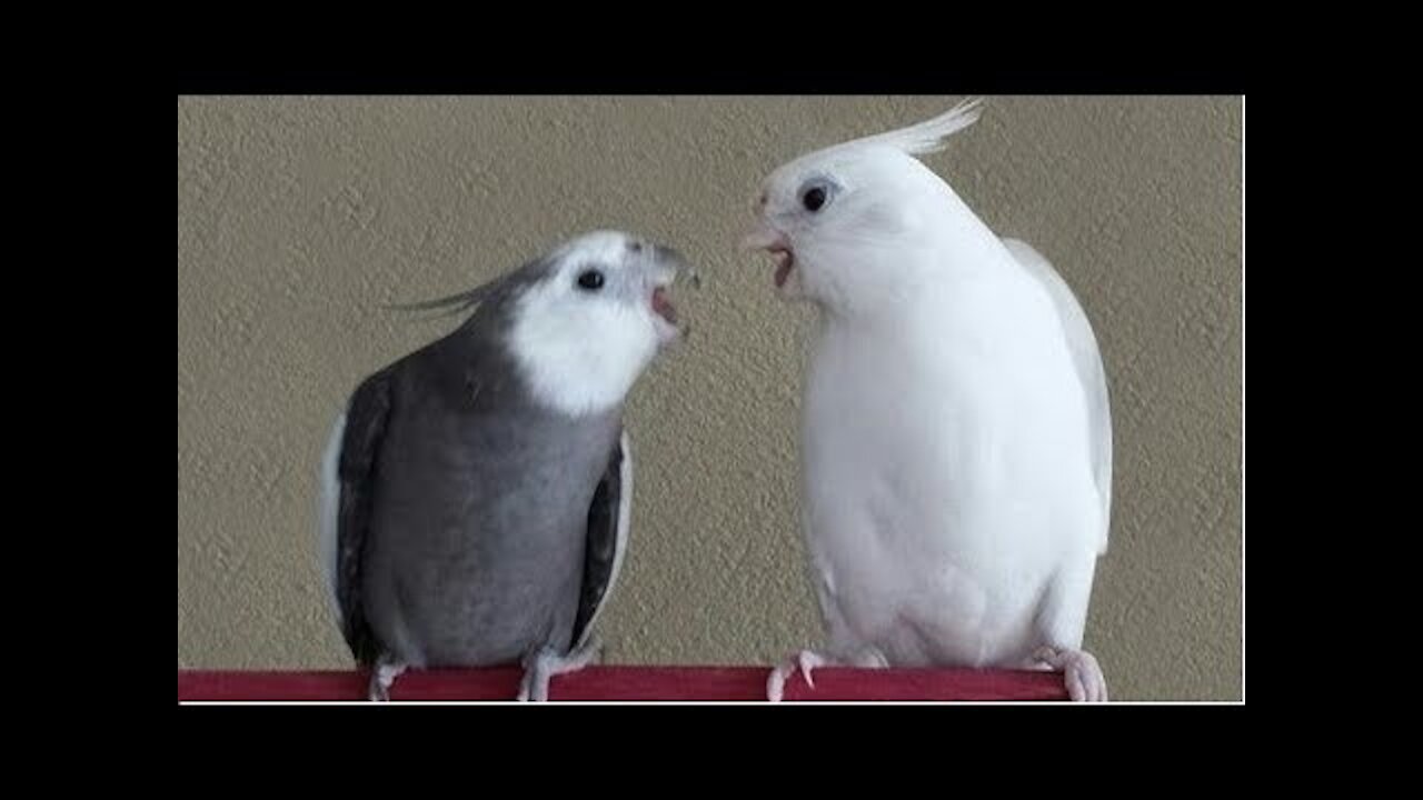 because cockatiel kills the chick